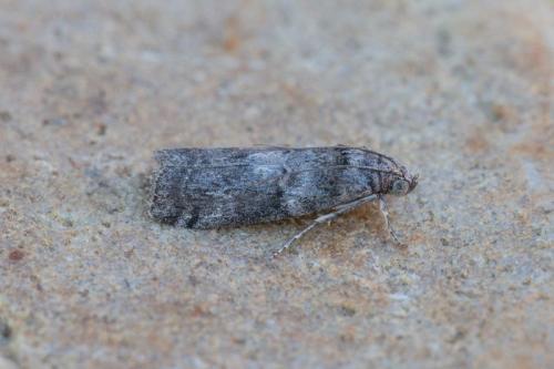 Phycita sp.